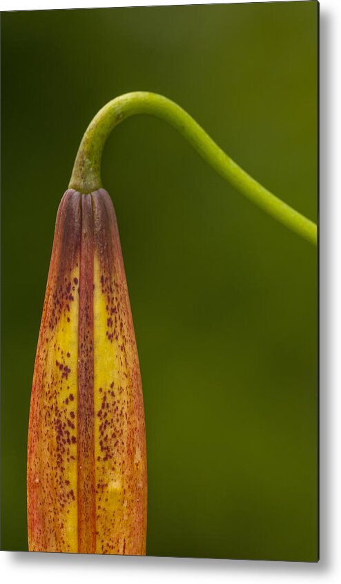 Lily Metal Print featuring the photograph Sleeping Beauty - Turks Cap Lily by Photography By Sai