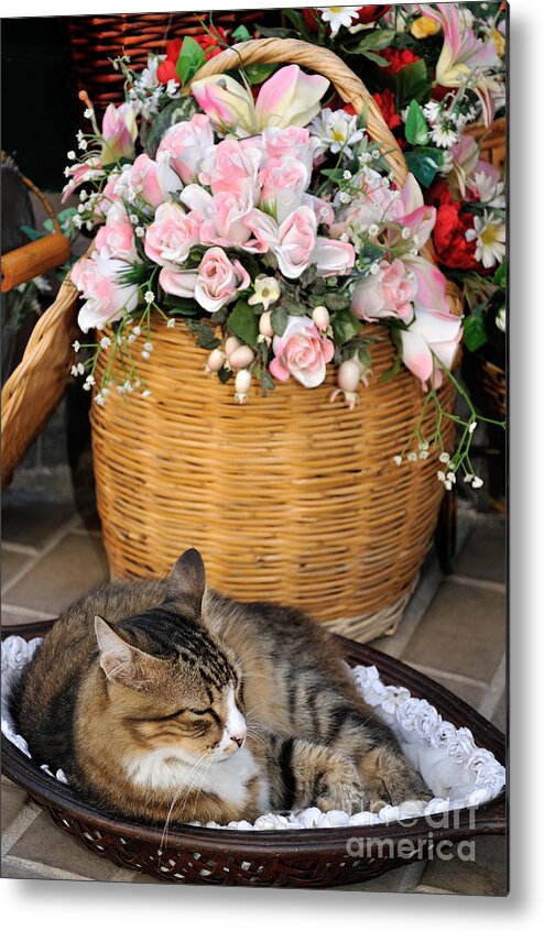 Lesvos; Lesbos; Mytilini; Mitilini; Mytilene; City; Town; Cat Metal Print featuring the photograph Sleeping cat at flower shop by George Atsametakis