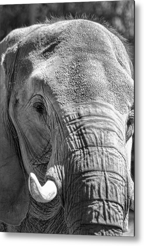 Elephant Metal Print featuring the photograph Sleepy Elephant Lady Black and White by Kathy Clark