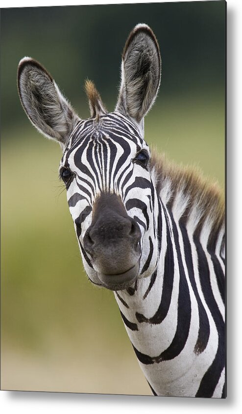 00784113 Metal Print featuring the photograph Smiling Burchells Zebra by Suzi Eszterhas