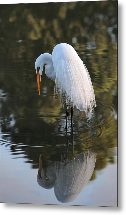 Great Egret Metal Print featuring the photograph Snack Hunt by Theo OConnor
