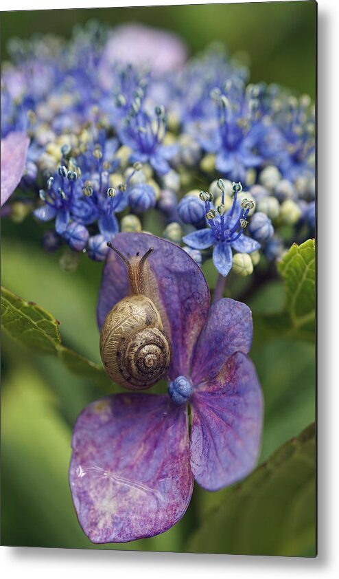 Hiroya Minakuchi Metal Print featuring the photograph Snail On Hydrangea Flower Japan by Hiroya Minakuchi