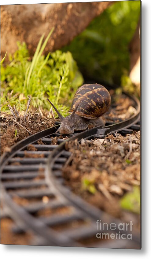 Slowness Metal Print featuring the photograph Snail on train tracks by Guy Viner