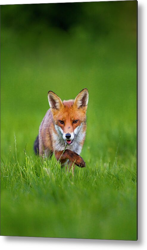 Grass Metal Print featuring the photograph Sneaky Red Fox Vulpes Vulpes by Mark Smith