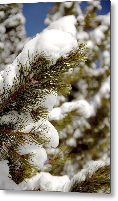 Vail Snow Ski Board Powder Nature Mountains Tree Metal Print featuring the photograph Snow Pine by Nic Vasquez