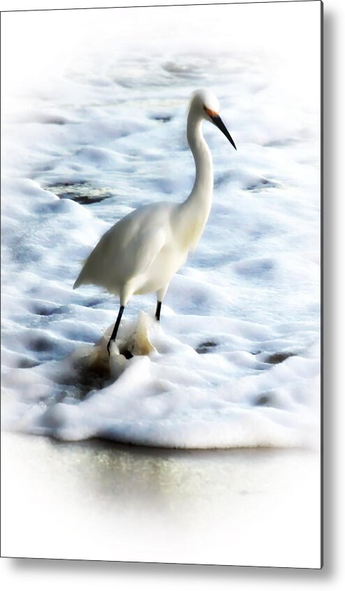 Snowy Egret In Color Metal Print featuring the photograph Snowy Egret in Color by Christina Ochsner