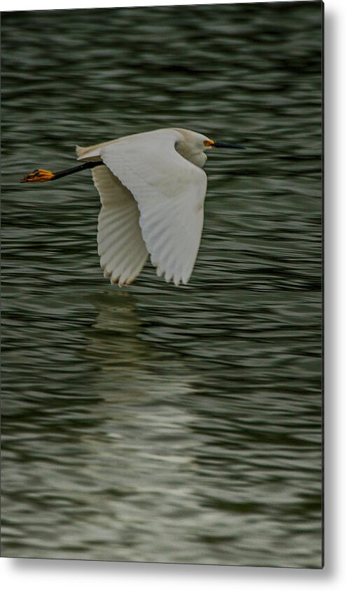 Egretta Thula Metal Print featuring the photograph Snowy Egret on estuary by Jeff Folger