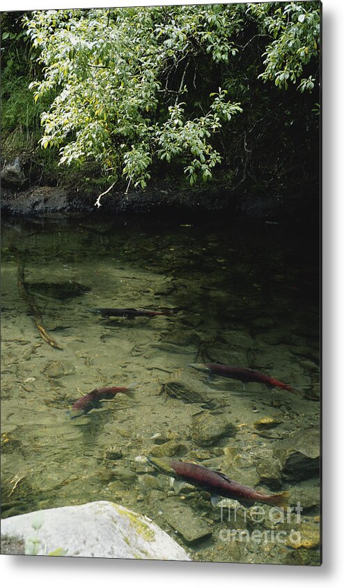 Sockeye Salmon Metal Print featuring the photograph Sockeye Salmon, Alaska by Gregory G. Dimijian, M.D.