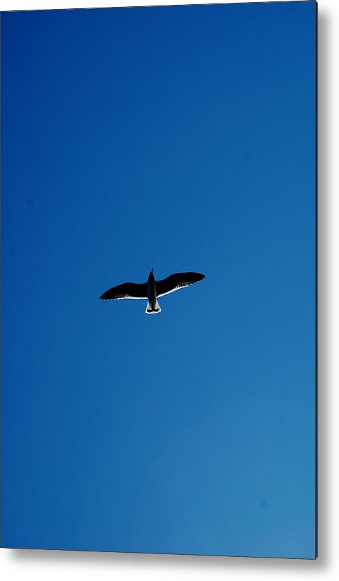 Gull Metal Print featuring the photograph Solo Flight by David Weeks