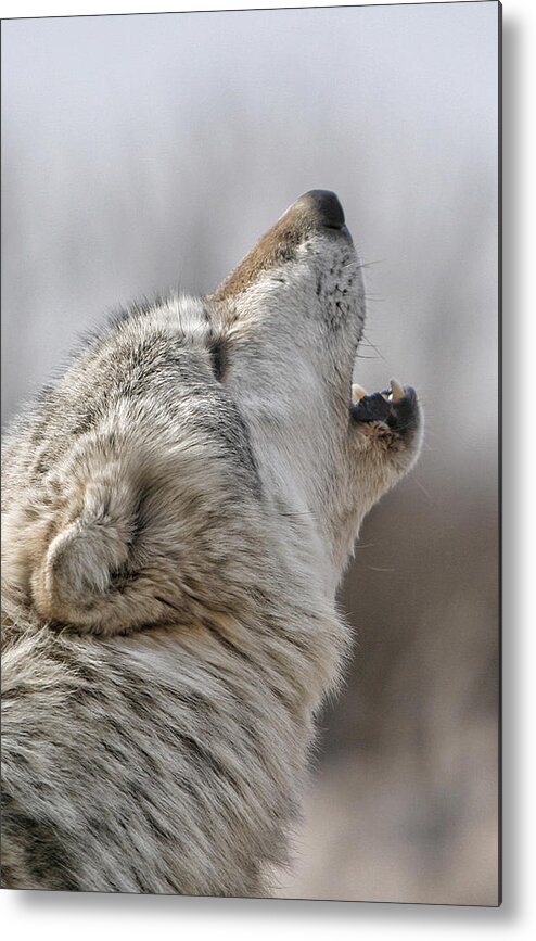 Wolf Metal Print featuring the photograph Solo Song II by Shari Jardina