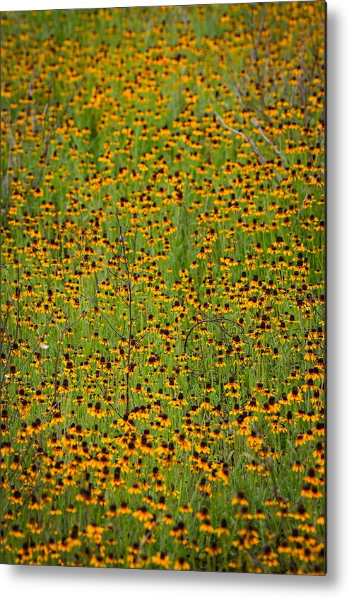 Flowers Metal Print featuring the photograph South Texas Mosiac by Randy Green