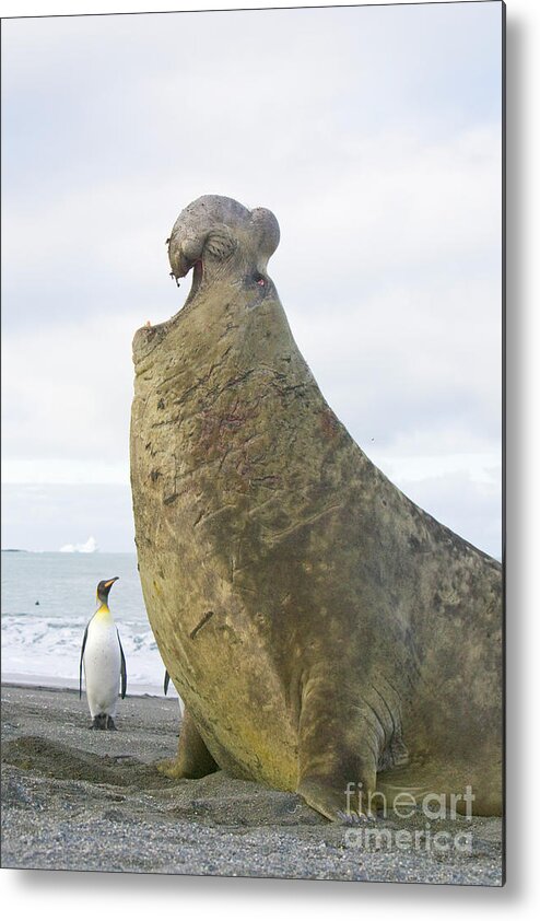 00345851 Metal Print featuring the photograph Southern Elephant Seal Bull Roaring by Yva Momatiuk and John Eastcott