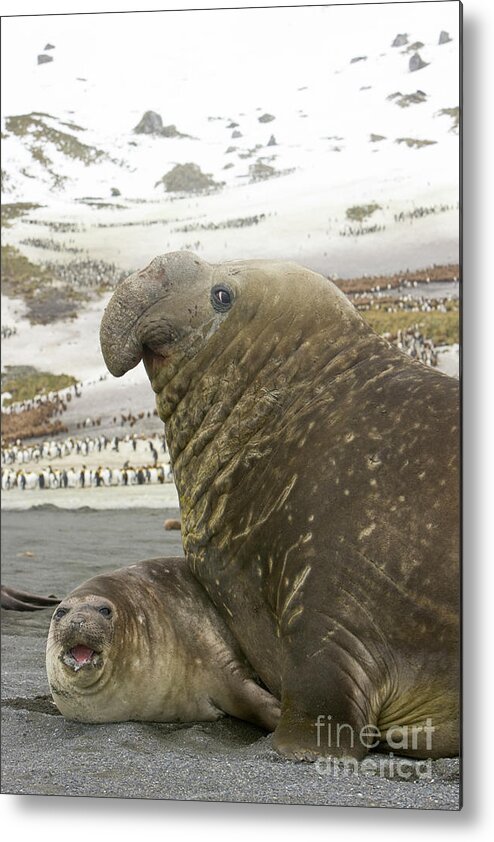 00345751 Metal Print featuring the photograph Southern Elephant Seal Couple by Yva Momatiuk John Eastcott