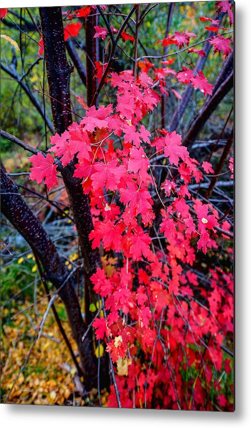 Fall Metal Print featuring the photograph Southern Fall by Chad Dutson