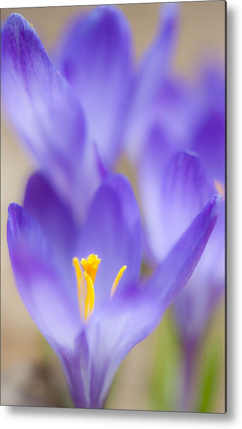 Crocus Metal Print featuring the photograph Spark Of Spring by Jean-Pierre Ducondi