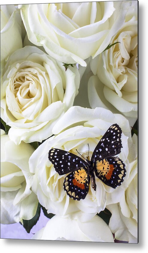 Speckled Butterfly Metal Print featuring the photograph Speckled butterfly on white rose by Garry Gay