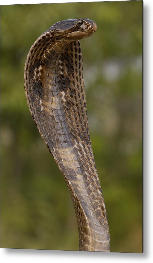 Feb0514 Metal Print featuring the photograph Spectacled Cobra Gujarat India by Pete Oxford