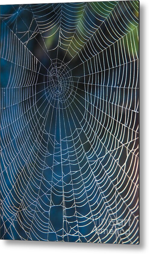 Spiderweb Metal Print featuring the photograph Spider's Net by Heiko Koehrer-Wagner