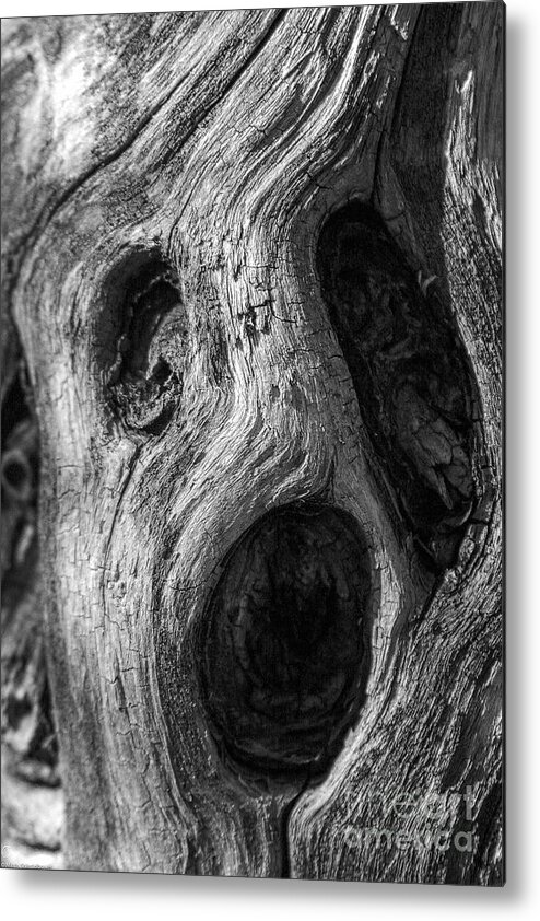 Spooky Metal Print featuring the photograph Spooky Tree by Mitch Shindelbower