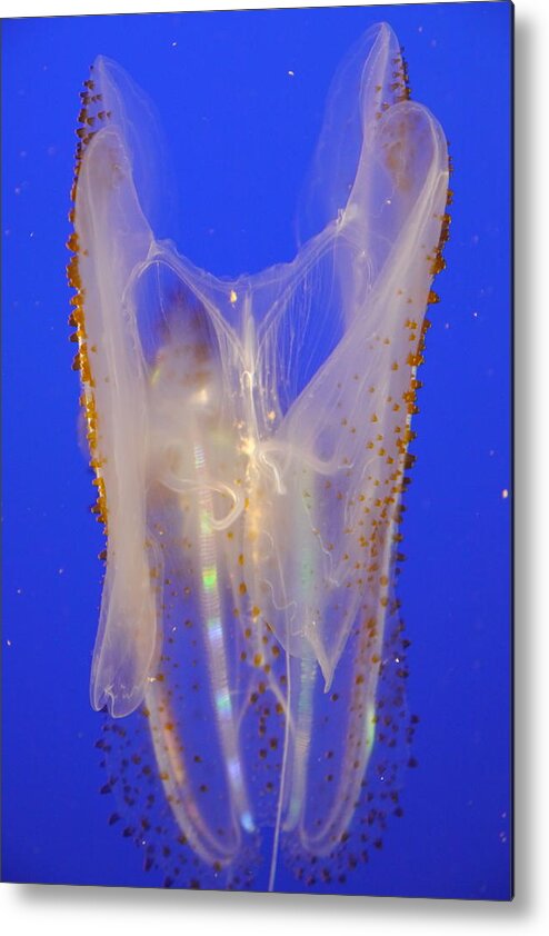 Leucothea Pulchra Metal Print featuring the photograph Spotted Comb Jelly by Amelia Racca