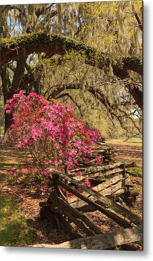 Azalea Metal Print featuring the photograph Spring Beauty by Patricia Schaefer