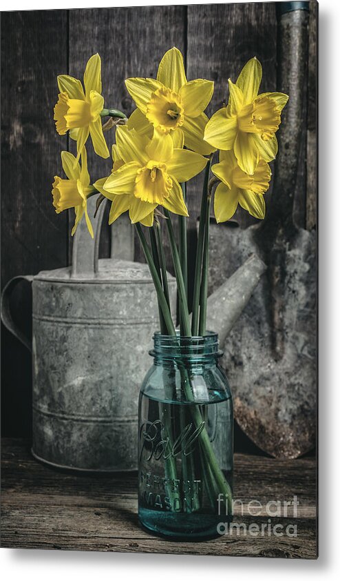 Daffodils Metal Print featuring the photograph Spring Daffodil Flowers by Edward Fielding