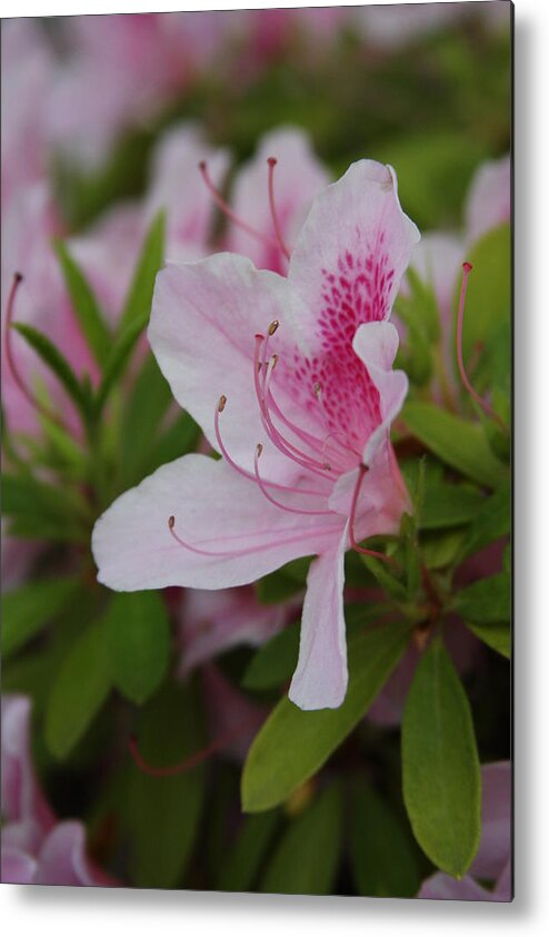 Vadim Metal Print featuring the photograph Spring Flower by Vadim Levin