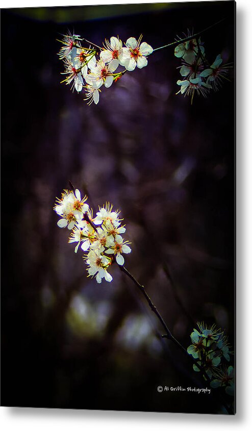 Spring Buds Metal Print featuring the photograph Spring Returns 3 by Al Griffin