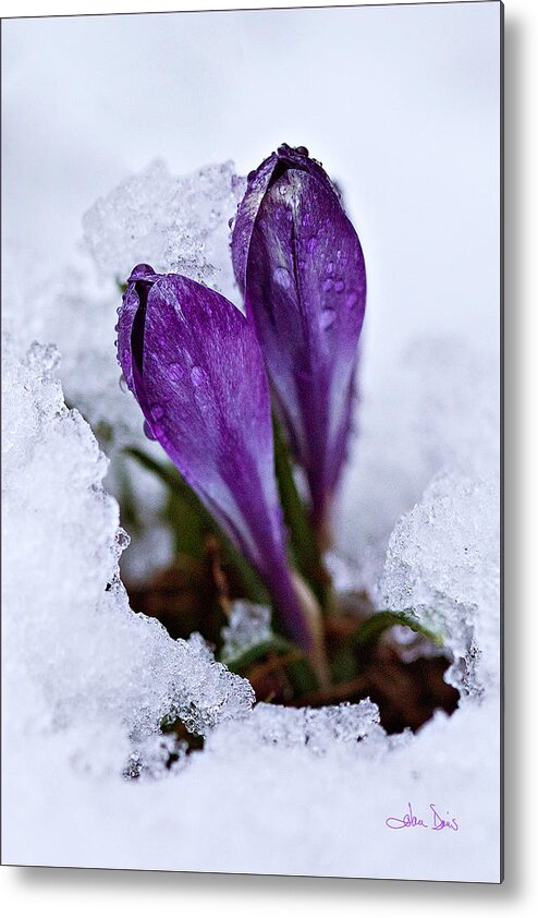 Flatlandsfoto Metal Print featuring the photograph Spring Snow by Joan Davis