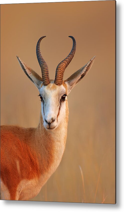 Wild Metal Print featuring the photograph Springbok portrait by Johan Swanepoel