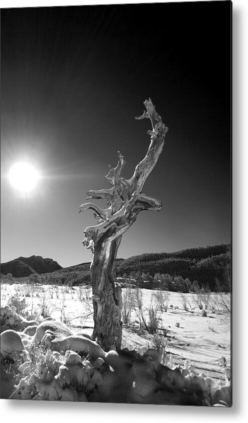Tree Metal Print featuring the photograph Standing Alone by Shane Bechler