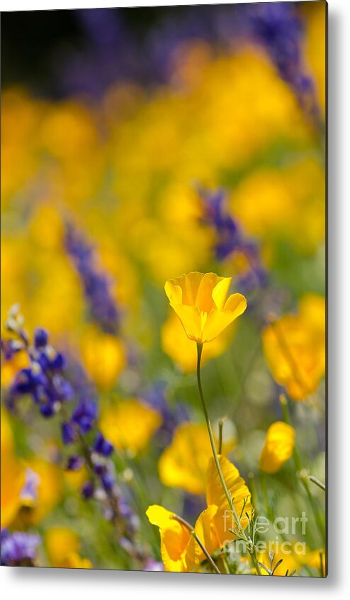 Flower Metal Print featuring the photograph Standing Out In A Crowd by Tamara Becker