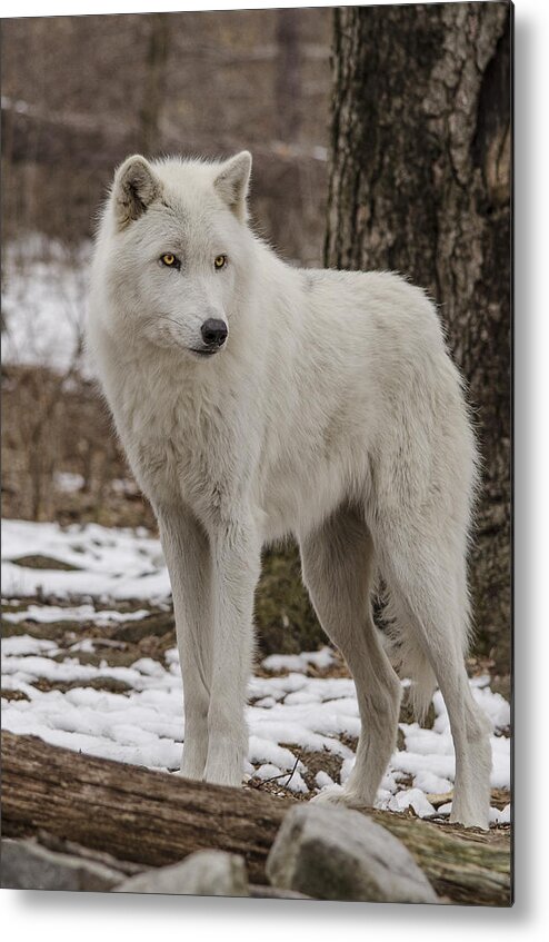 Artic Wolf Metal Print featuring the photograph Standing Wolf by GeeLeesa Productions