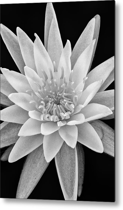 White Water Lily Metal Print featuring the photograph Star Of The Water by Jeff Sinon