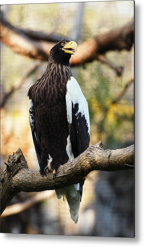 Wild Metal Print featuring the photograph Steller's Sea Eagle by Photography By Sai