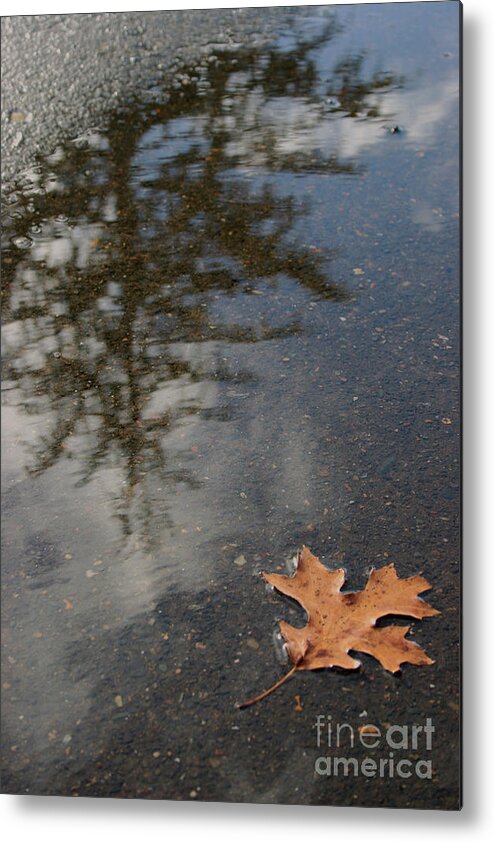 Oak Metal Print featuring the photograph Stillness by Jeanette French