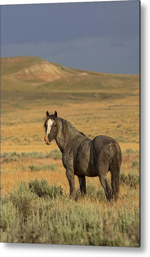 Wild Horse Metal Print featuring the photograph Stormborne by Sandy Sisti