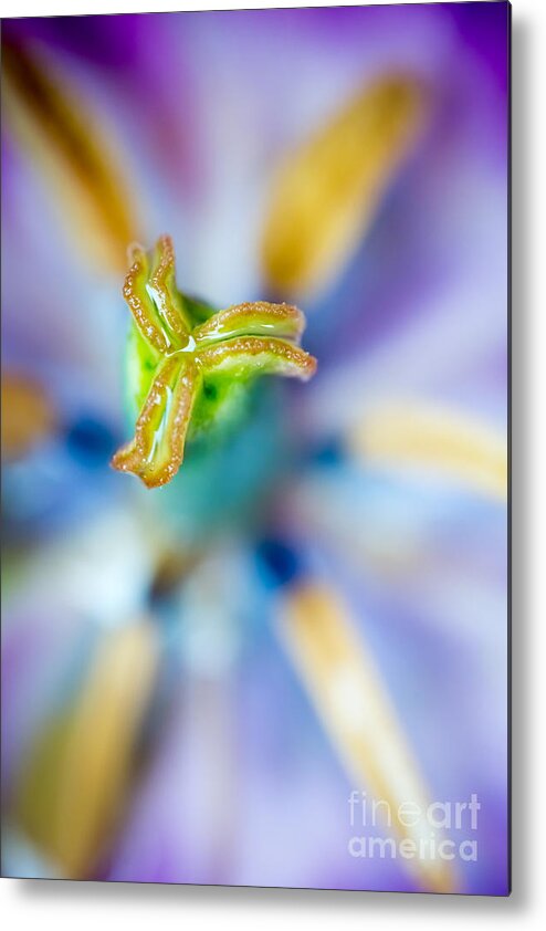 Blossom Metal Print featuring the photograph Strange Little World by Hannes Cmarits
