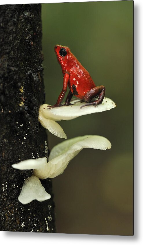 Feb0514 Metal Print featuring the photograph Strawberry Poison Dart Frog On Mushroom by Thomas Marent