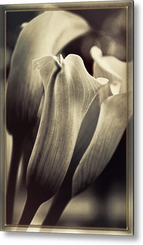 Floral Metal Print featuring the photograph Strays by Darlene Kwiatkowski