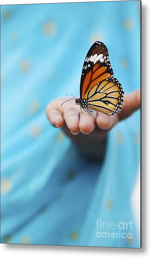 Indian Girl Metal Print featuring the photograph Striped Tiger Butterfly by Tim Gainey