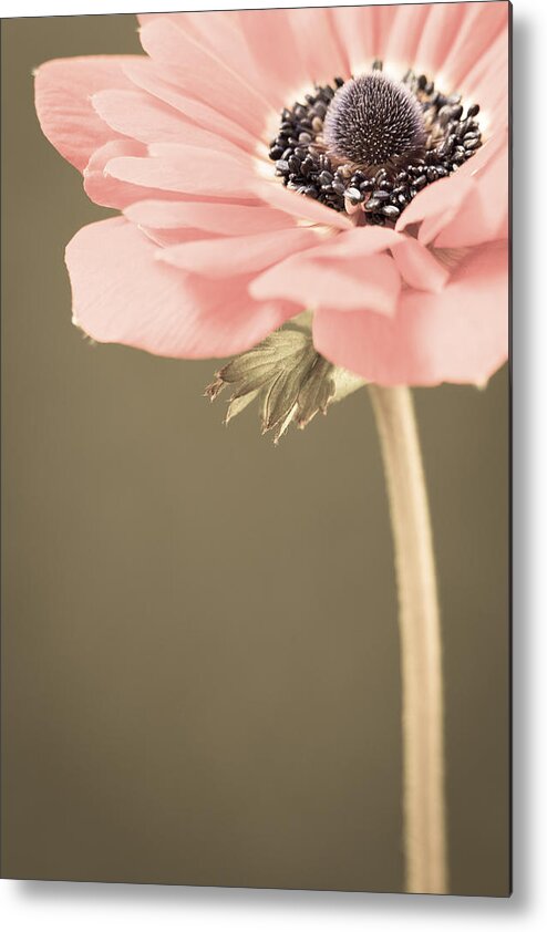 Flower Metal Print featuring the photograph Subdued Anemone by Caitlyn Grasso