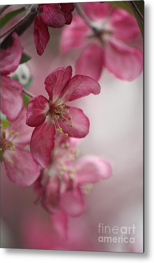 Crabapple Metal Print featuring the photograph Subtle Blooms by Veronica Batterson