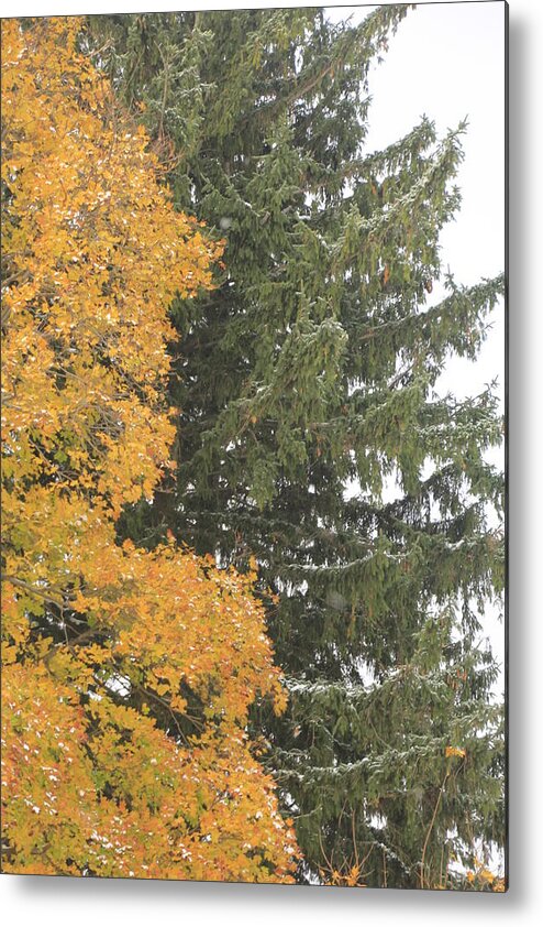 Christmas Tree Metal Print featuring the photograph Sugar Maple and Evergreen by Valerie Collins