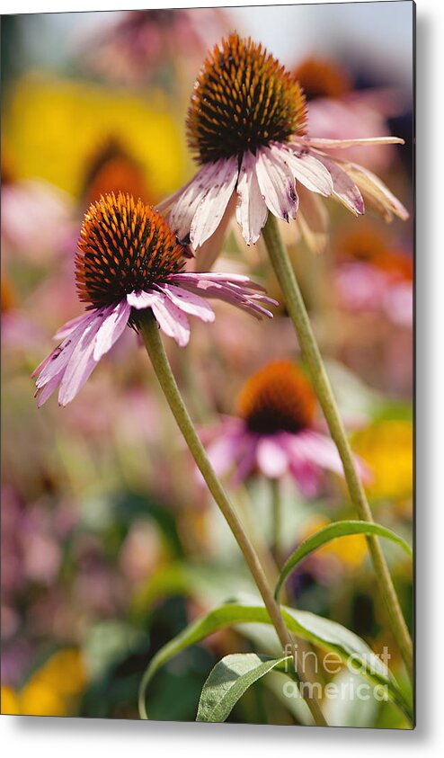 Pink Slowers Metal Print featuring the photograph Summer Flowers by Tracy Burleson