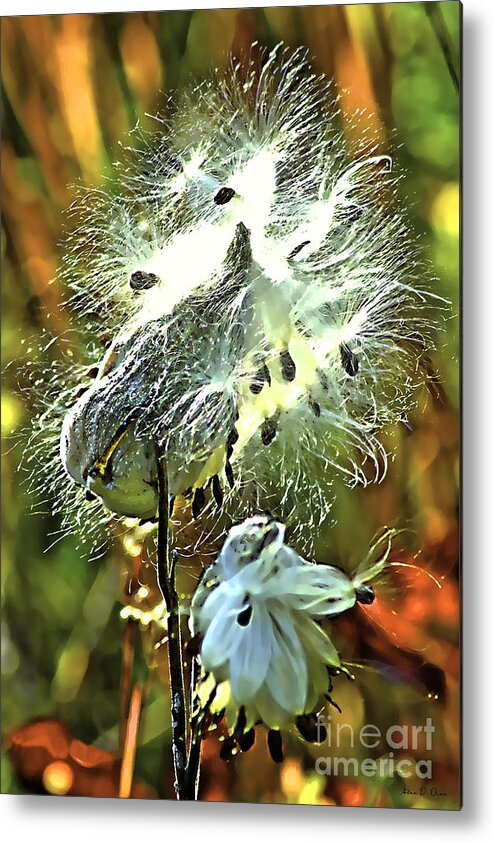 Summer Metal Print featuring the photograph SUMMER SEEDS - milkweed by Adam Olsen