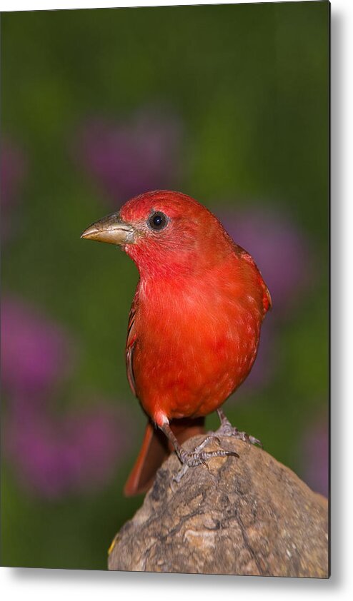 Feb0514 Metal Print featuring the photograph Summer Tanager Male Texas by Tom Vezo