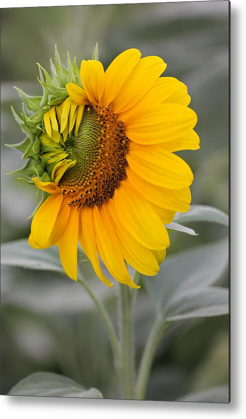Sunflower Metal Print featuring the photograph Sun Flower by Nick Mares