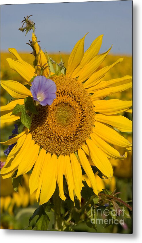 Sunflower Metal Print featuring the photograph Sunflower and Friend by Chris Scroggins