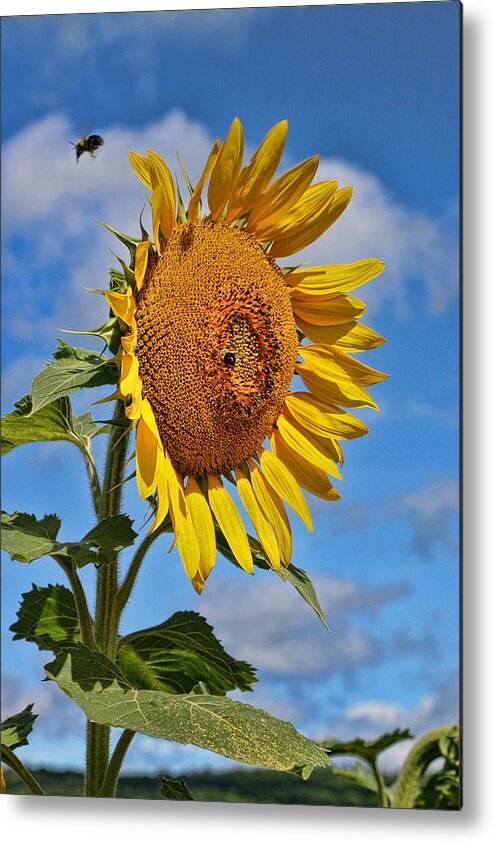 Yellow Metal Print featuring the photograph Sunflower Nirvana 20 by Allen Beatty